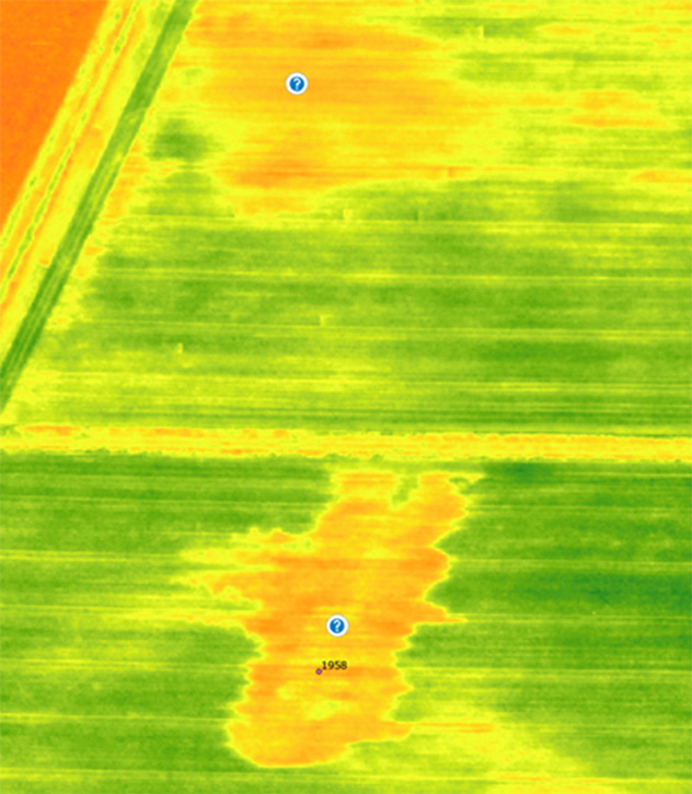 Luftaufnahme eine Feldes als Multispektral-Aufnahme. Zwei Stellen sind orange eingefärbt und heben sich deutlich vom sonst grünen Feld ab.