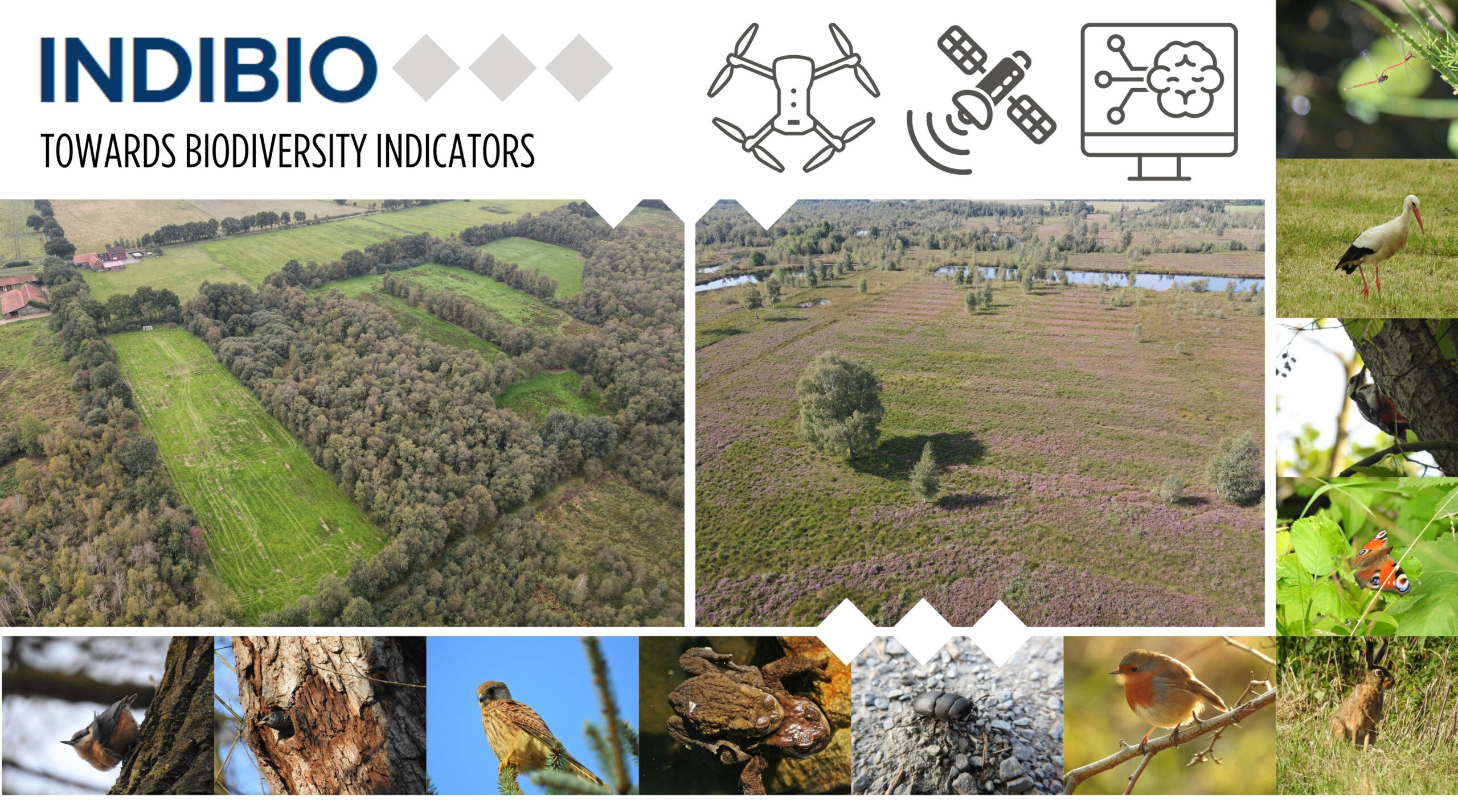 Drohnenfotos der Landschaft in Epe bei Gronau in einer Collage zusammen mit vielen Tierfotos (unter anderem Kleiber, Star, Turmfalke, Erdkröte, Rotkehlchen, Storch, Feldhase) mit dem Projektnamen INDIBIO und Textzusatz "Establishing of a biodiversity indicator" und stilisierten Grafiken einer Drohne, eines Satelliten und eines Monitors.